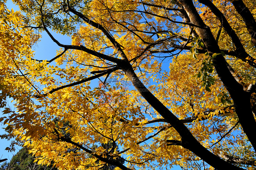 林中秋树和清蓝天空图片