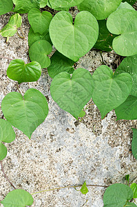 旧水泥背景的绿色绿心叶环境墙纸石头公园森林岩石苔藓植物植物群城市背景图片
