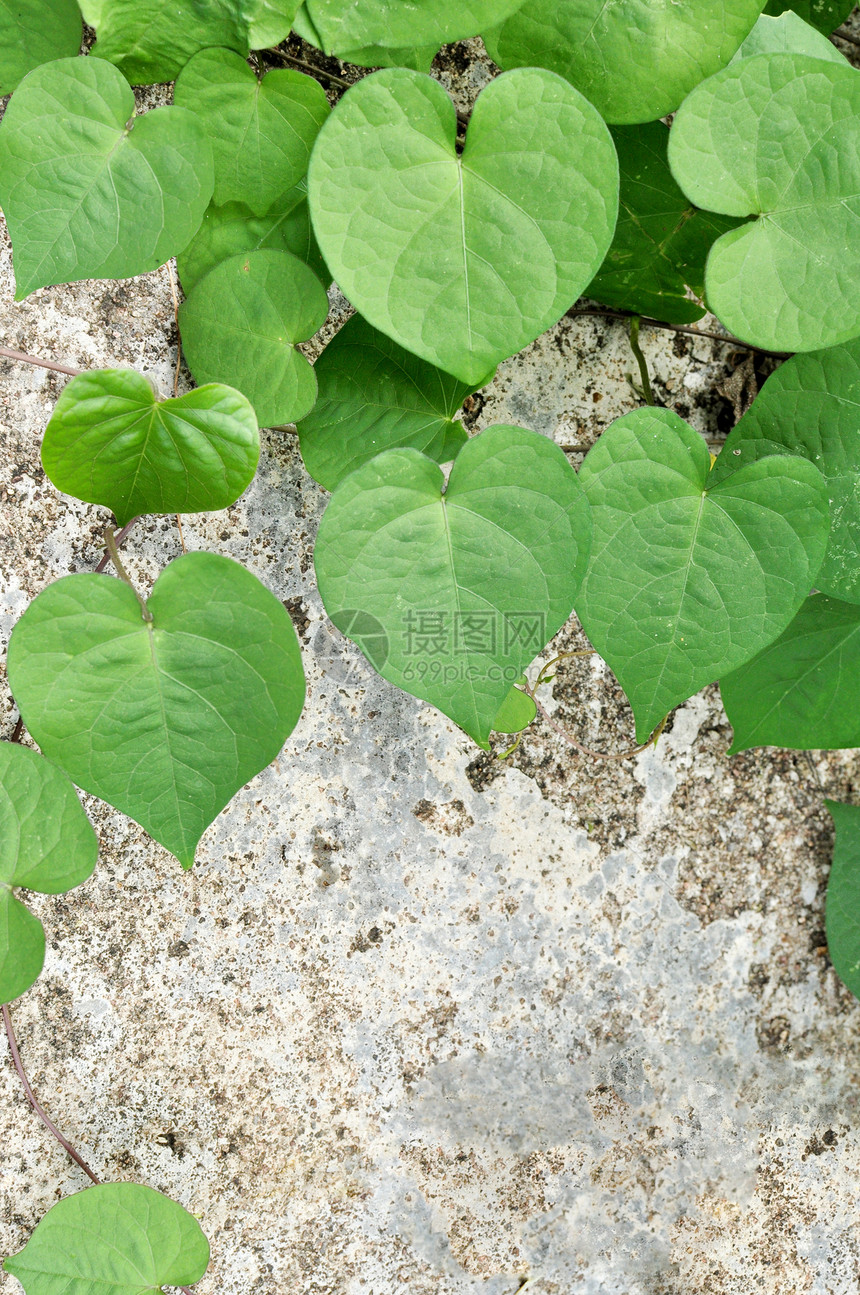 旧水泥背景的绿色绿心叶石头森林植物群城市公园墙纸岩石生长苔藓环境图片