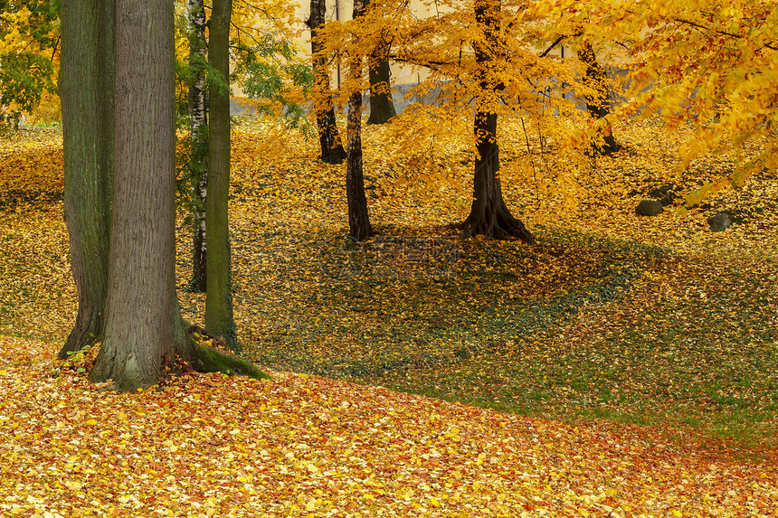 公园中的秋季颜色美丽植物群墙纸山毛榉树叶途径植物木头季节小路图片
