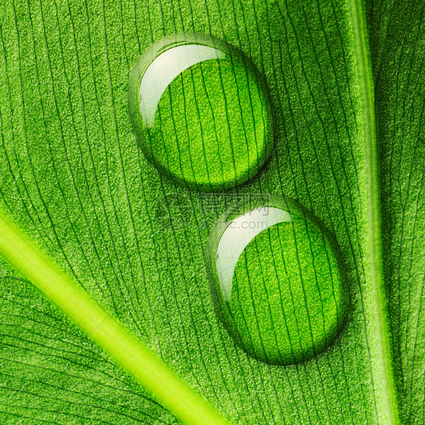 叶子上的水滴宏观植物群反射静脉生活雨滴液体框架环境绿色图片