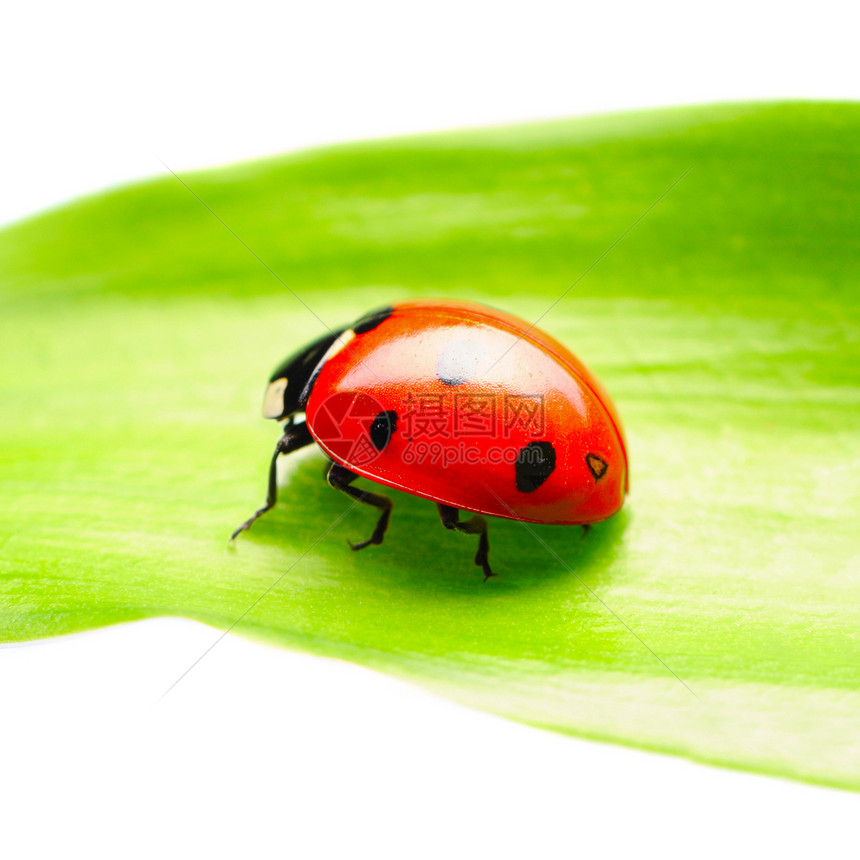 立体虫绿色白色环境红色宏观植物甲虫正方形漏洞昆虫图片