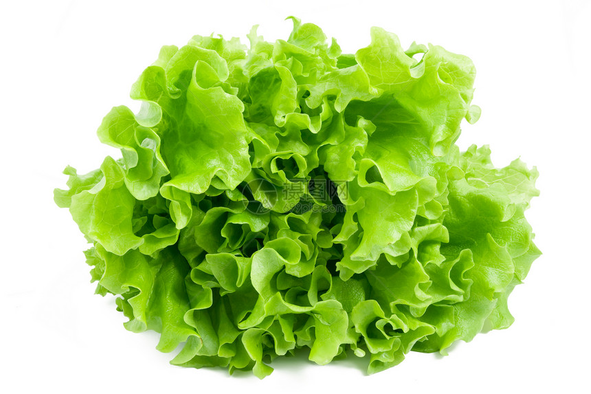 发生植物食品叶子花园生产叶绿素营养蔬菜食物生物学图片