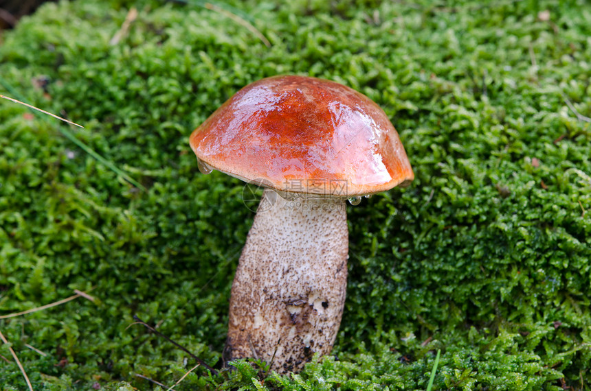 潮湿的红帽子沙子在苔上跟踪蘑菇图片