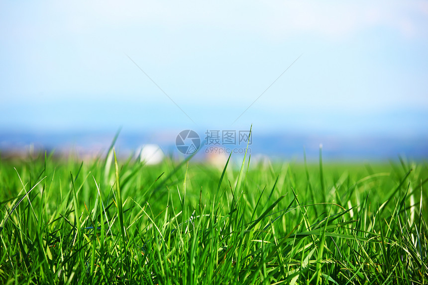 绿绿草地平线蓝色射线场地土地草地场景农场阳光远景图片