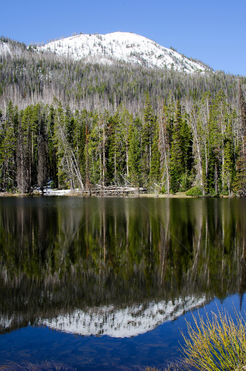 美国怀俄明州黄石公园Sylvan湖镜子风景森林山脉反射图片