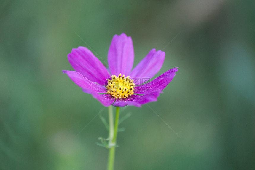 草原上的夏花脆弱性草地场地植物场景野花天空阳光环境牧场图片