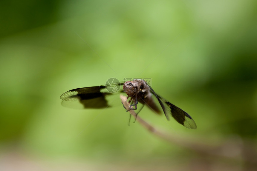 龙生活美丽宏观绿色尾巴叶子昆虫蜻蜓沼泽翅膀图片