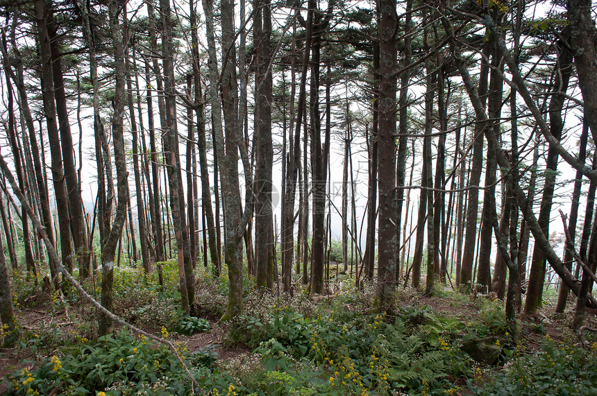 烟雾山的蓝海脊公园遗产丘陵云杉平民高度森林顶峰旅游林线日出图片