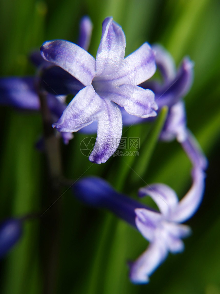 紫花花花束紫色场地植物群生活植物花瓣宏观花园蓝色图片
