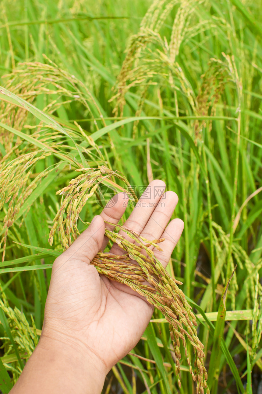 在稻田里亲手切开米饭收成食物叶子耀斑种植园场地植物农民生长草地图片