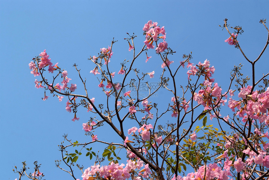 粉粉塔贝布亚花植物学天空晴天蔷薇花园公园粉红色花坛五叶草树叶图片