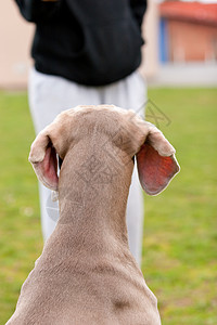 丢弃毛皮耳朵头发威马学校宠物场地意图哺乳动物病人高清图片