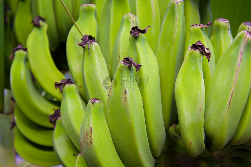 夏威夷香蕉树热带农业水果团体水果摊生长香蕉农场图片