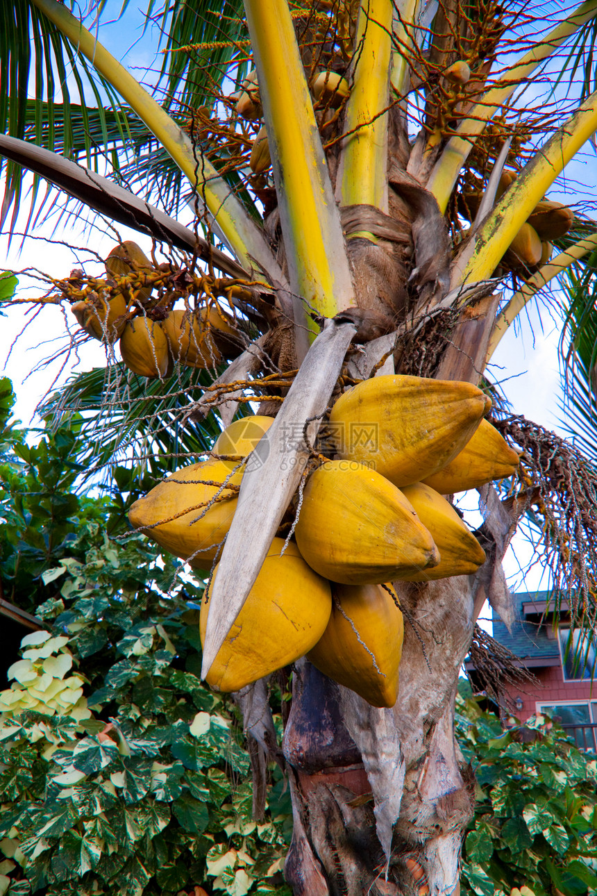棕榈上的椰子旅行手掌绿色水果分支机构雨林热带图片