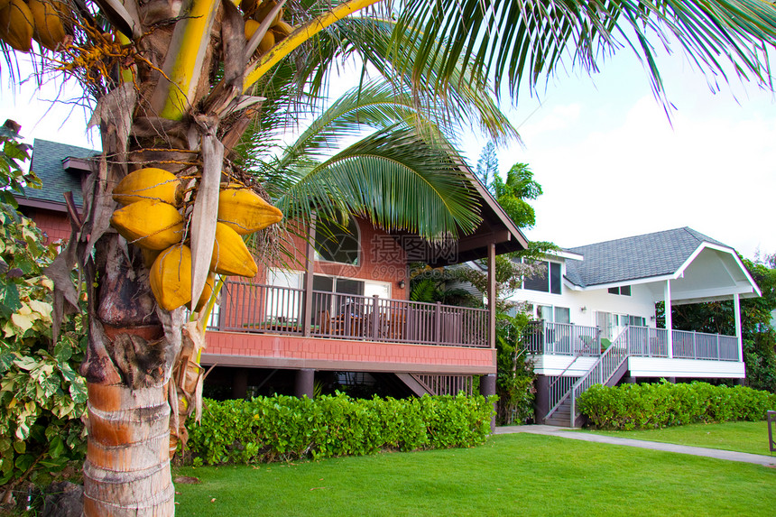 棕榈上的椰子水果绿色雨林热带手掌分支机构旅行图片
