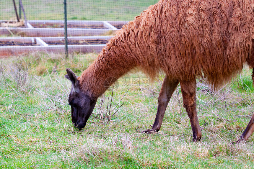 现场Llama黑色家畜场地宠物国家耳朵毛皮农场水平哺乳动物图片