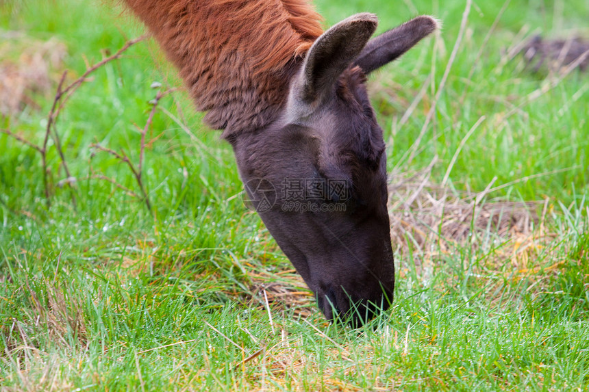 现场Llama动物农村国家家畜红色农场水平牧场耳朵羊驼图片