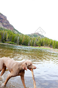 狗和水草莓池塘垂直鸟狗水狗图像湖泊猎狗灰色水库背景图片