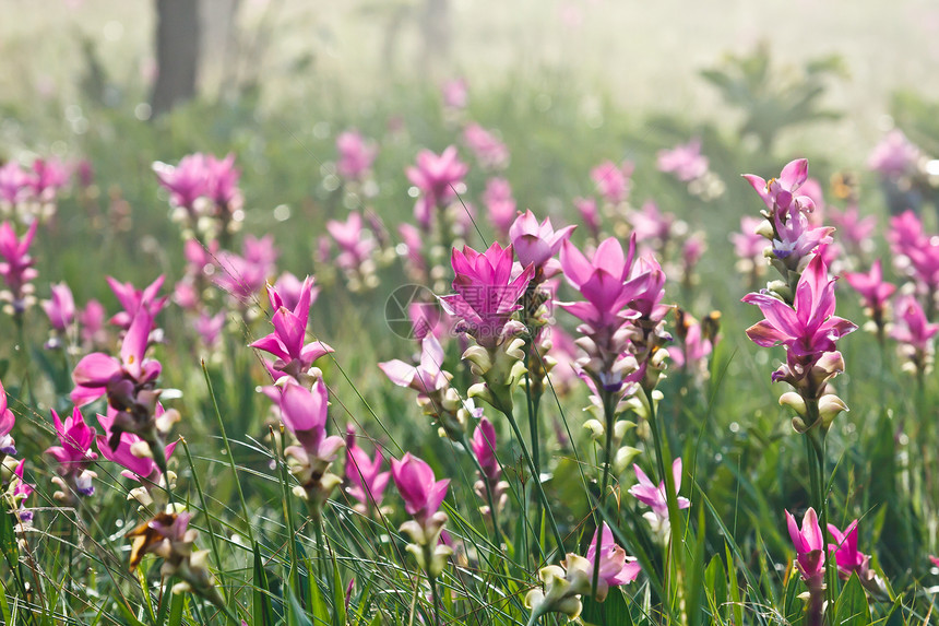 暹罗郁金花粉色字段植物群文化生长旅行植物学花园父母叶子紫色情绪图片