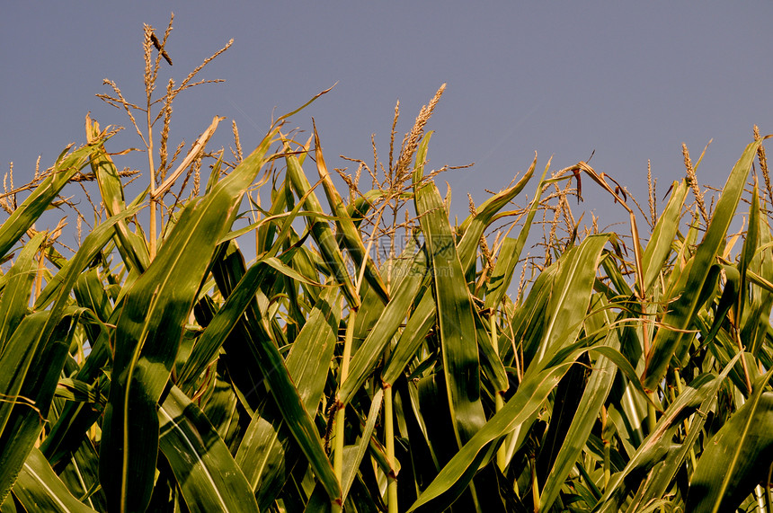 角字段树叶流苏叶子食物玉米场地耳朵植物农场图片