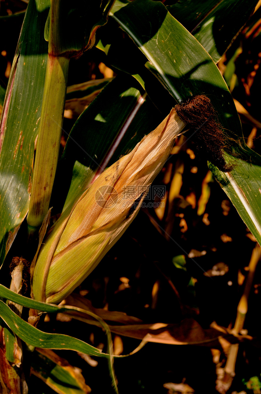 角字段树叶叶子玉米植物流苏耳朵食物场地农场图片