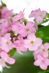 美丽的粉红花和绿叶花园植物花束树叶明信片雏菊温泉植物群礼物紫色背景图片