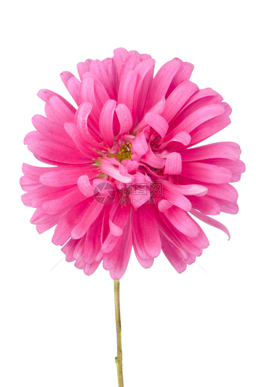粉色菊花花格柏植物宏观植物学红色黄色雏菊花瓣图片