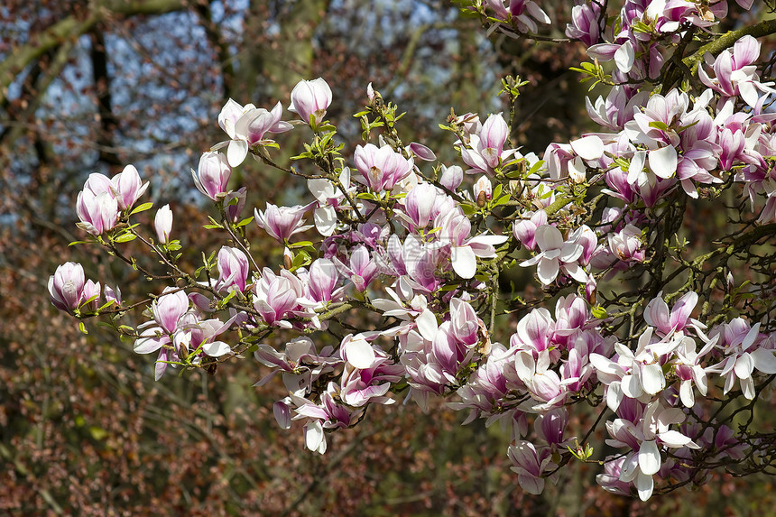 盛开的木兰花树阳光照射花园粉色季节性阳光植物果园晴天玫瑰公园图片