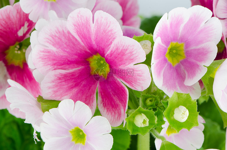 粉红棱柱花的紧贴植物群季节礼物植物花盆绿色白色粉色园艺花瓣图片