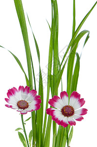 美丽的粉红花和绿草礼物温泉花束植物群花园花瓣明信片紫色植物雏菊背景图片