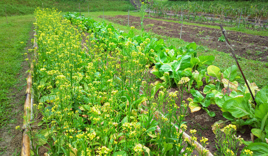 字段收成绿色破坏沙拉天空食物种植草药农村蔬菜图片