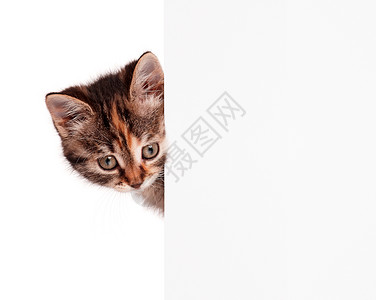 小可爱小猫海报虎斑标语哺乳动物食肉广告牌猫咪婴儿卡片乐趣背景图片