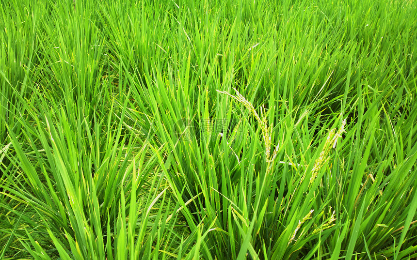 大稻田场地种植园草原生长地平线场景粮食地形农场天空图片