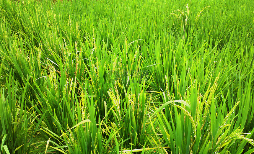大稻田文化季节阳光场地农场植物种植园生长环境地平线图片
