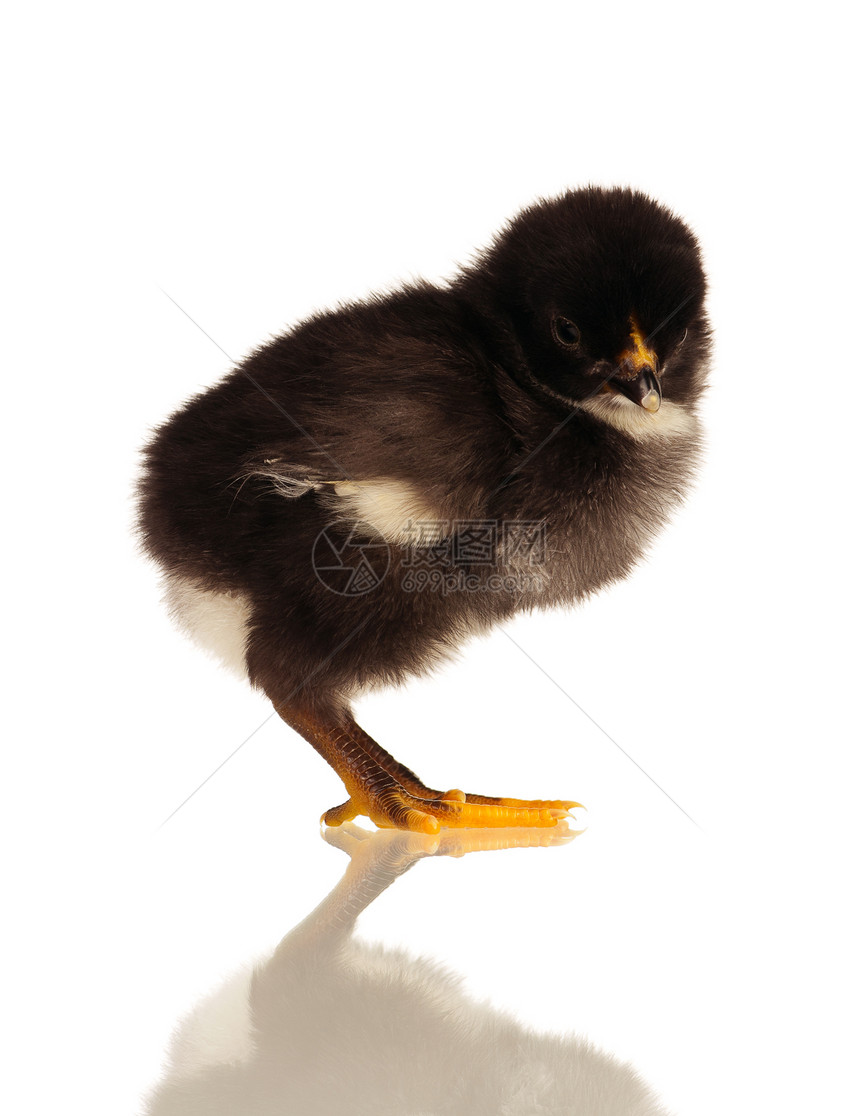 小鸡鸡生物婴儿羽毛生活宠物动物母鸡翅膀农场公鸡图片