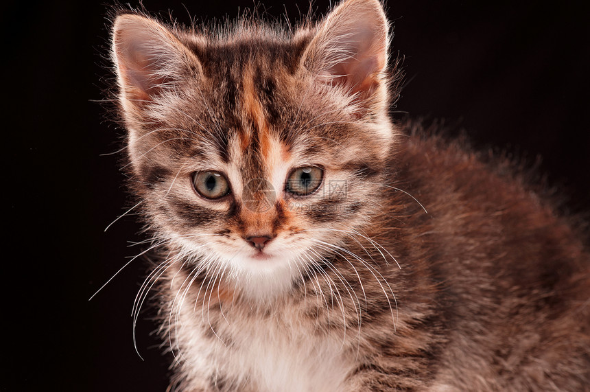 小可爱小猫猫科动物婴儿工作室虎斑灰色食肉胡须动物宠物童年图片