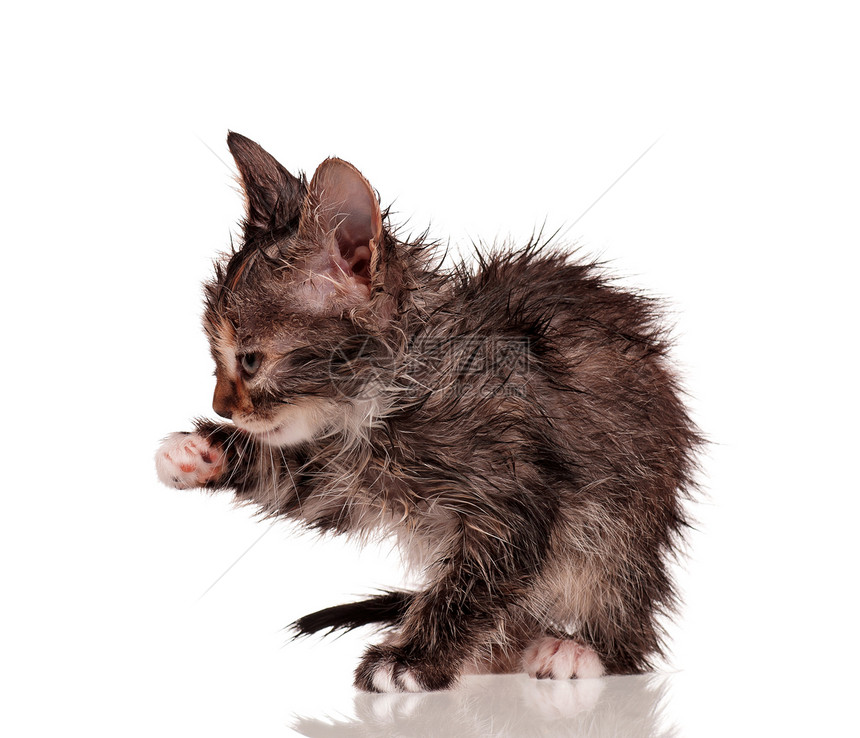 湿小猫工作室姿势动物胡须婴儿猫咪猫科虎斑爪子短发图片