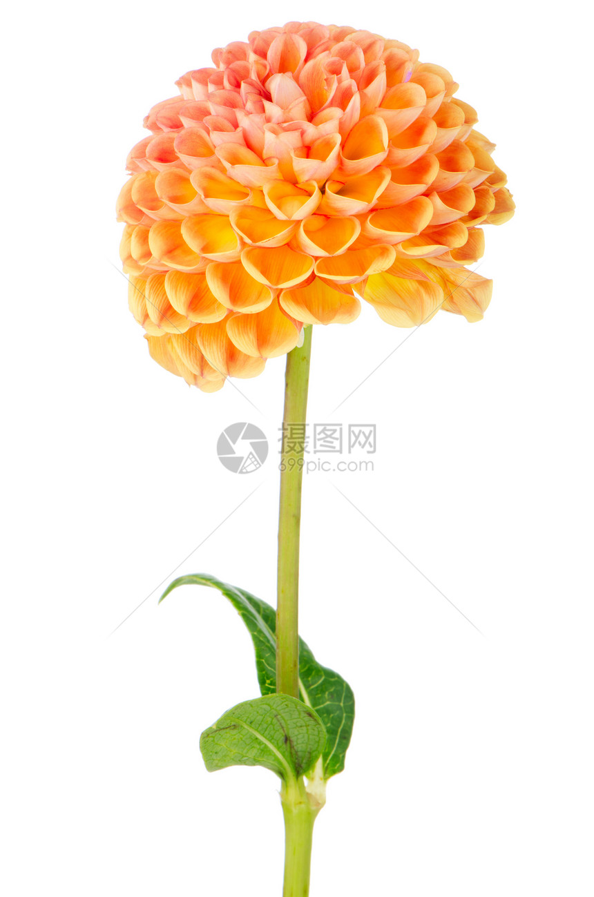 橙达丽花花植物美味柔软度投标橙子礼物念日庆典中心压痛图片