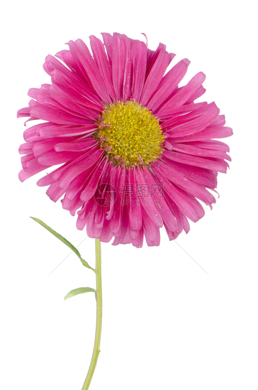 粉色菊花花花瓣黄色植物格柏红色植物学宏观雏菊图片