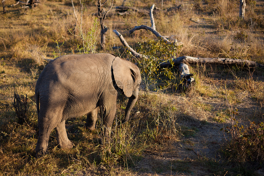 婴儿大象的高角角视图动物哺乳动物獠牙家庭高角度象牙大草原小象小牛生态图片