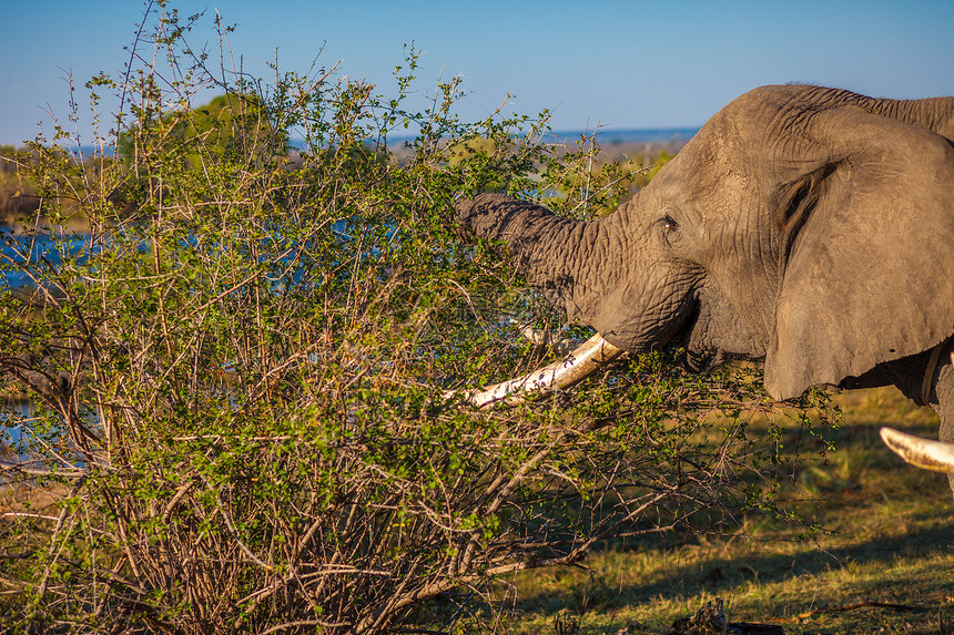 大象食用树枝食物荒野衬套野生动物力量獠牙公园厚皮动物图片