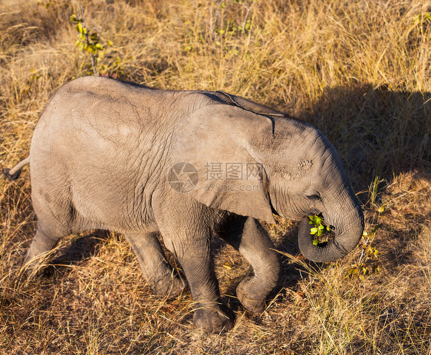 婴儿大象的高角角视图小象动物象牙小牛灰色耳朵厚皮獠牙濒危高角度图片
