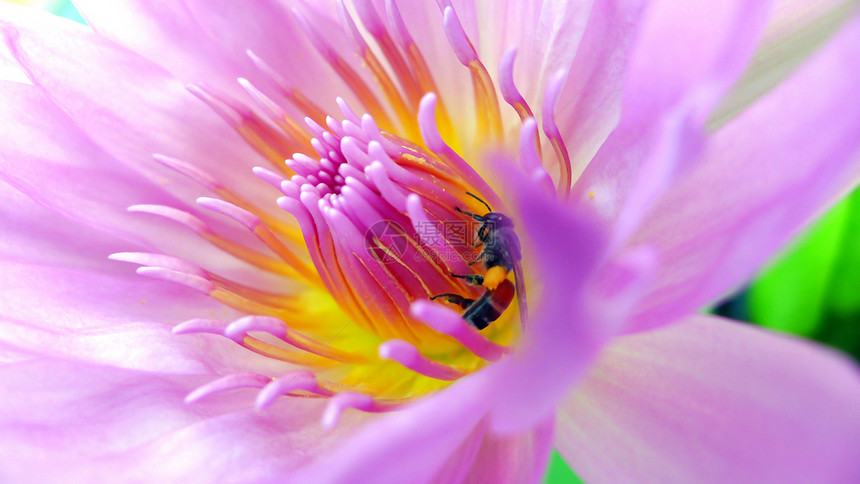里面的莲花蜜蜂图片