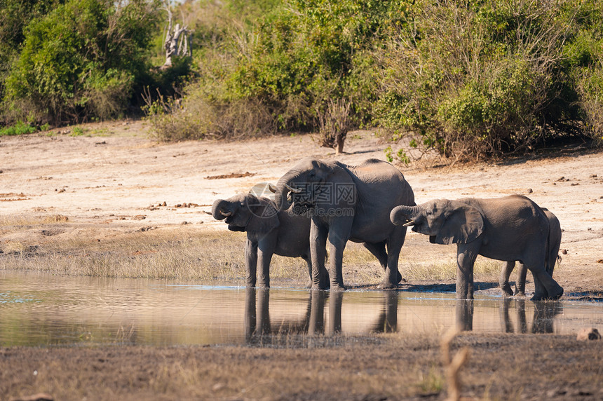 一群大象饮酒公园野生动物衬套哺乳动物旅游荒野动物树干团体卷曲图片