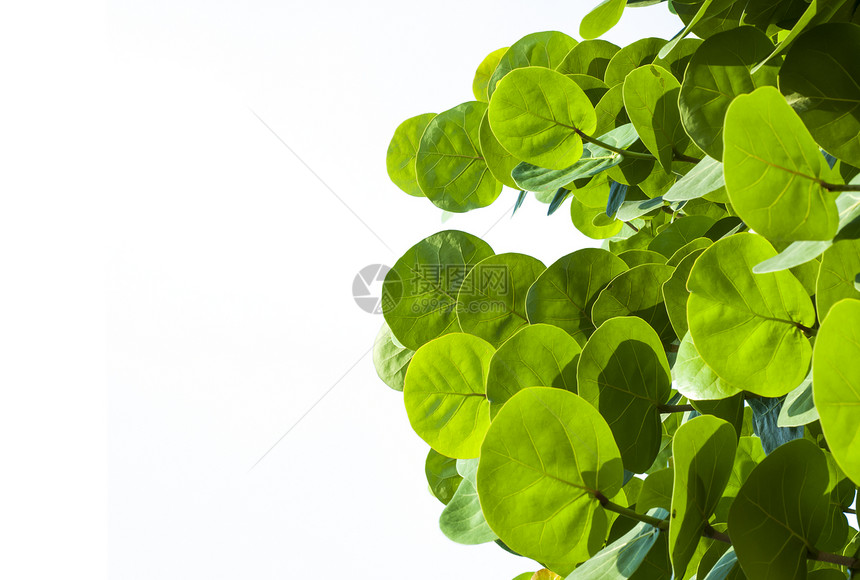 绿叶叶子植物群花园森林生长枝条昆虫植物学框架阴影图片