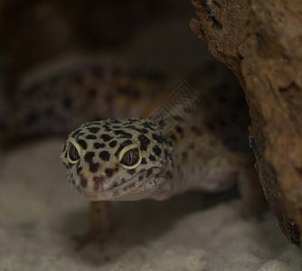 沙漠上微笑的豹壁虎颜料动物学宏观动物濒危异国生物学蜥蜴蜥蜴人宠物图片