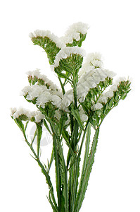 白色静态花花绿色静电水平背景图片