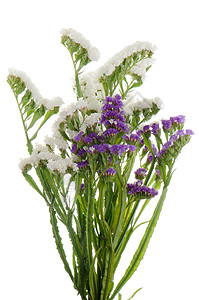 紫色和白色静态花花背景图片