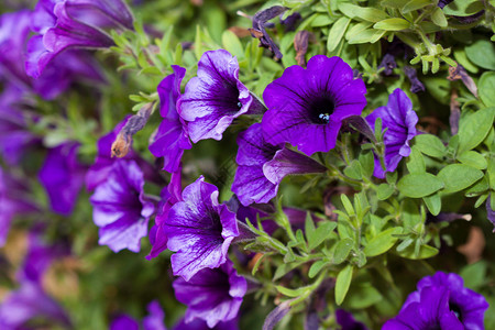 牵牛属植物光耀晨光花期深度喇叭花花朵花园紫色花头蓝色花瓣花束背景